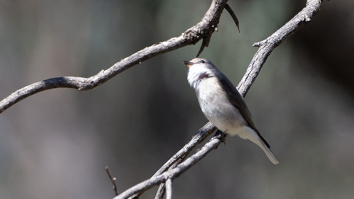 lejsčík šedohnědý - ML645969674