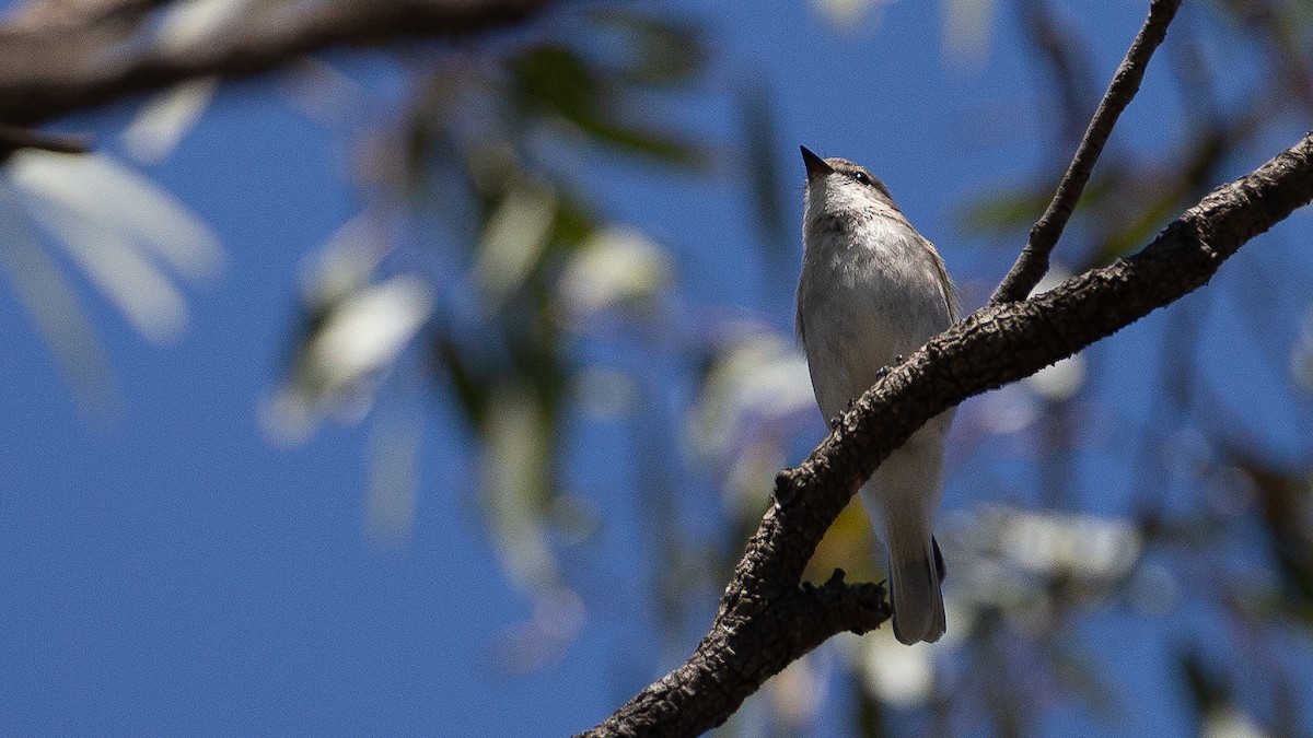 lejsčík šedohnědý - ML645969675