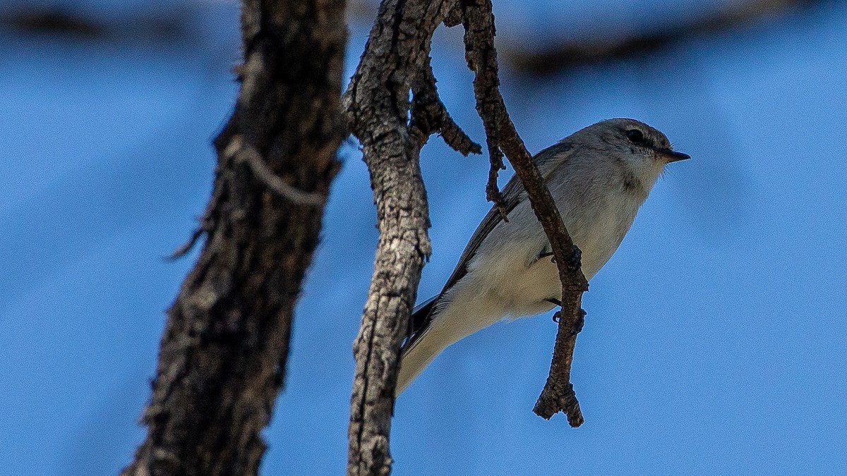 lejsčík šedohnědý - ML645969676