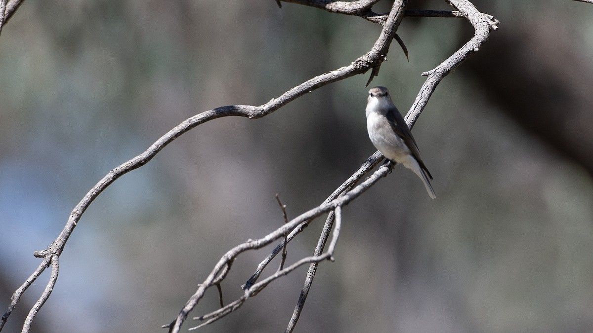 lejsčík šedohnědý - ML645969677