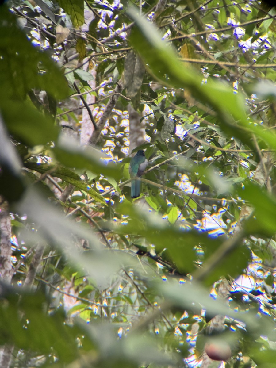 Трогон еквадорський - ML645969679