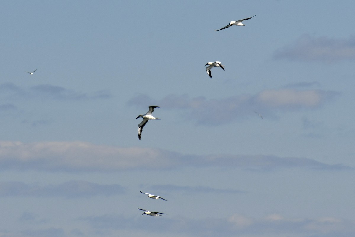 Сула атлантична - ML645969680