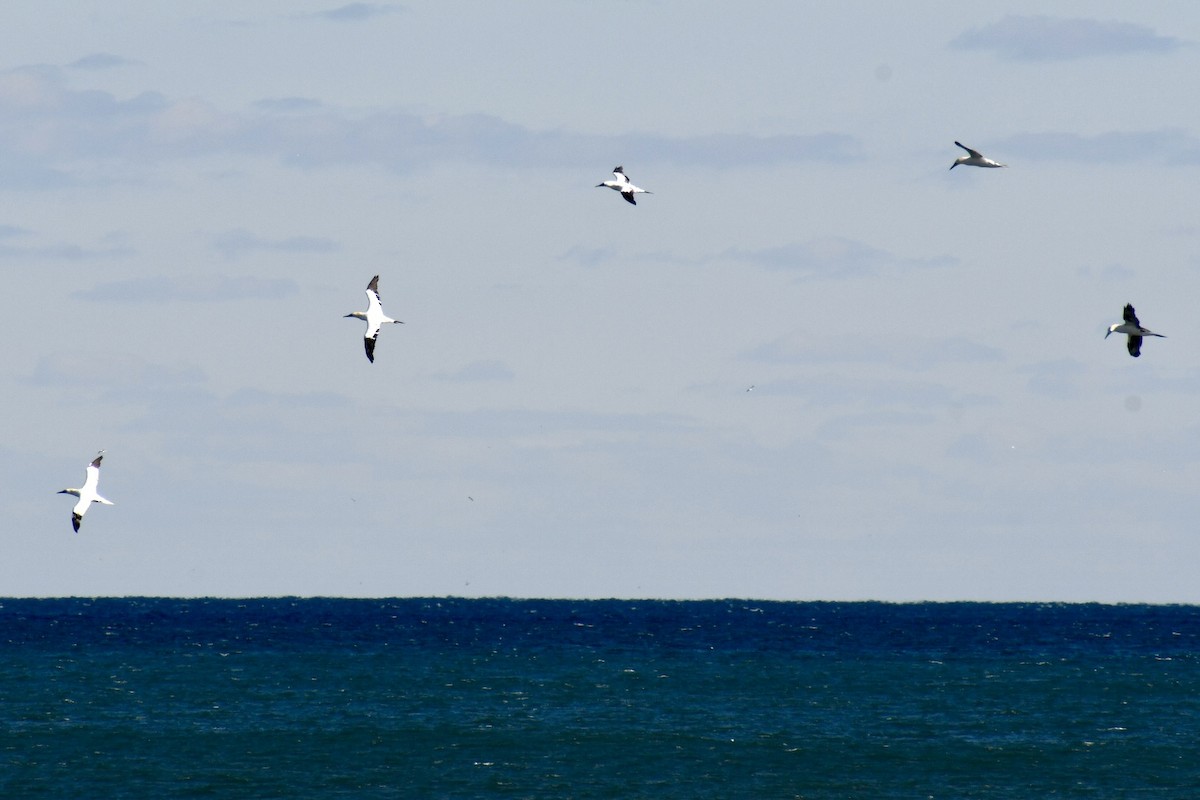 Сула атлантична - ML645969681