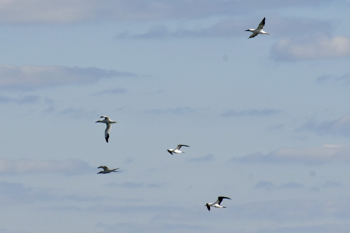 Сула атлантична - ML645969682