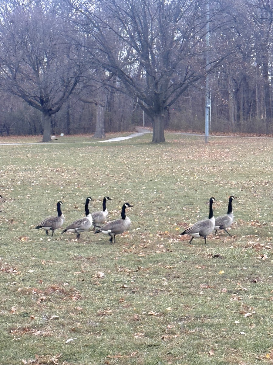 Казарка канадська - ML645969687