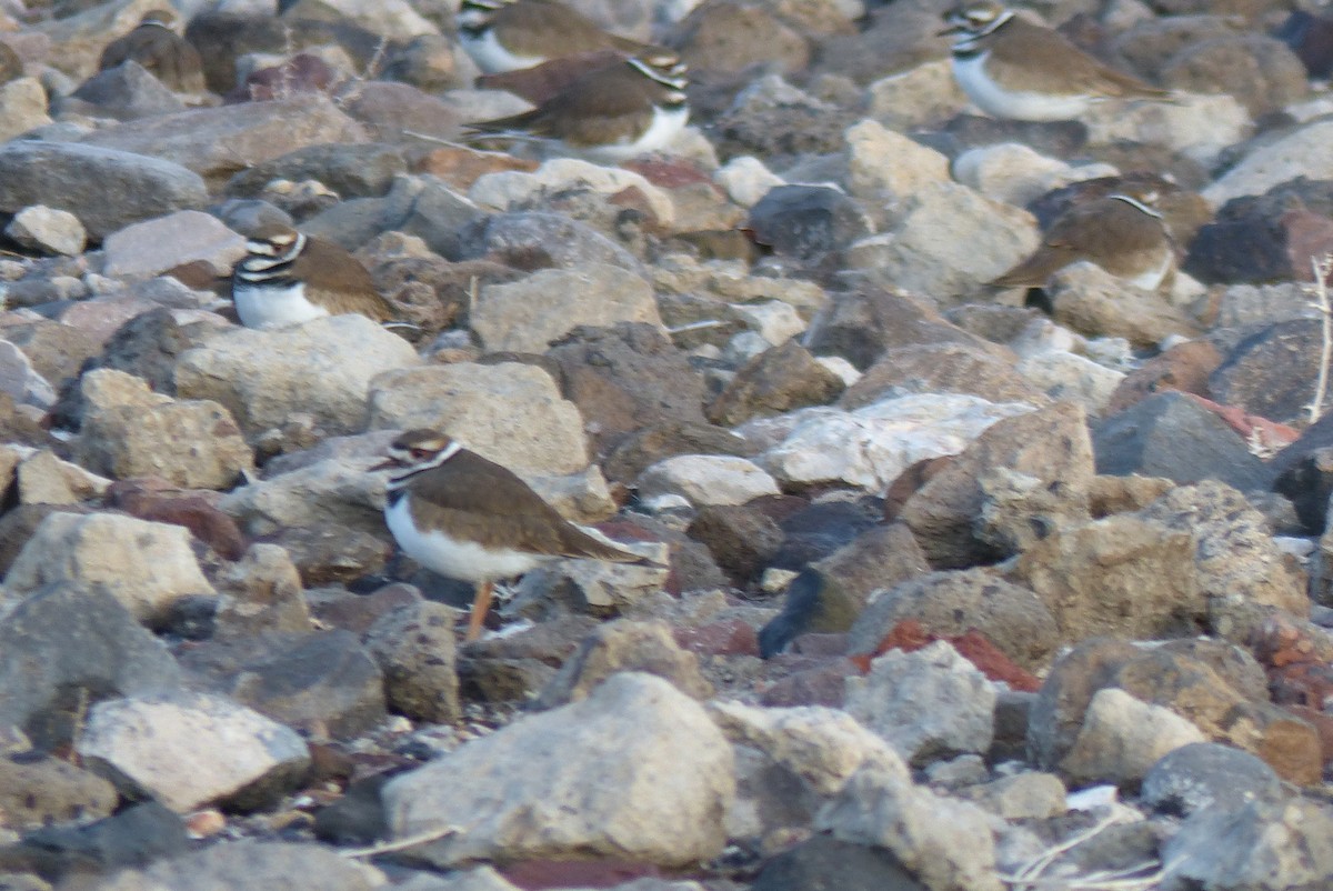 Пісочник крикливий - ML645969688