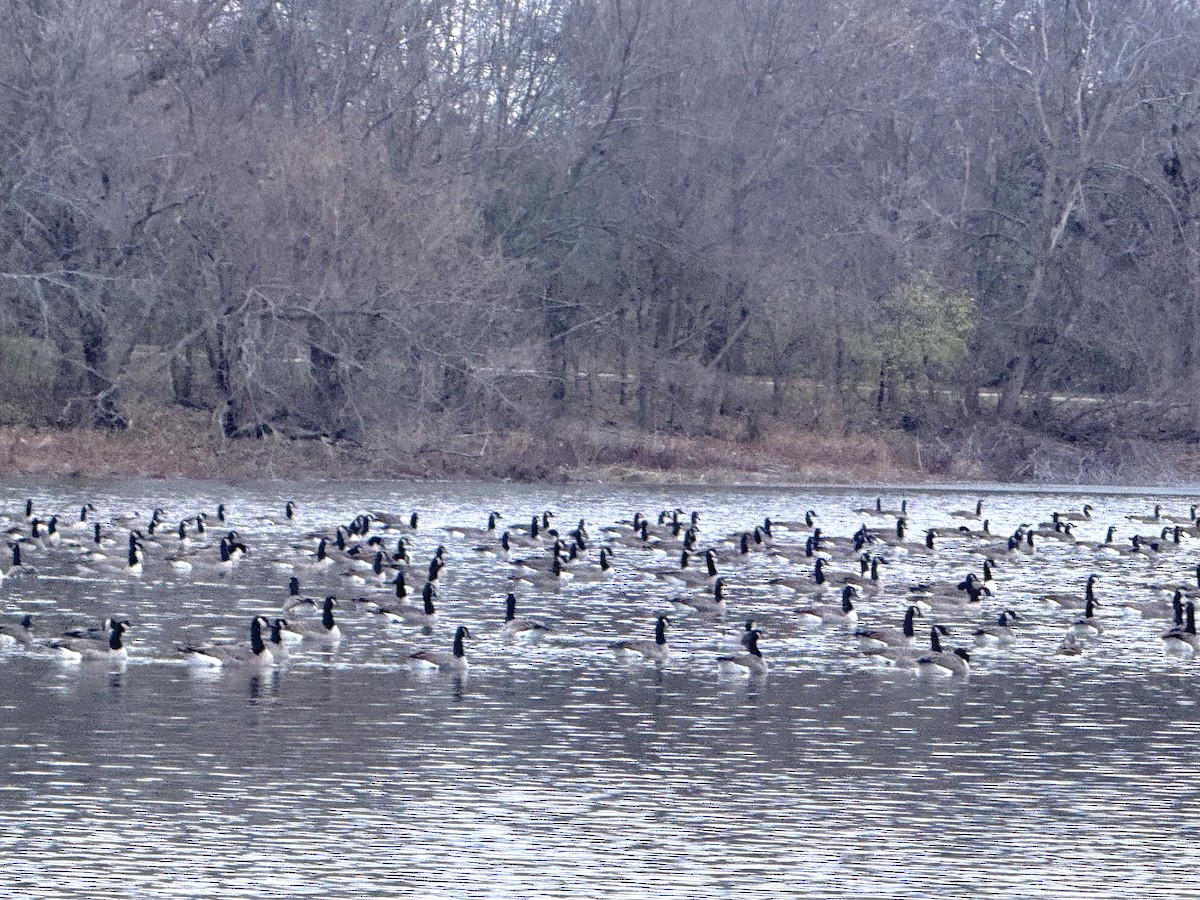 Казарка канадська - ML645969689