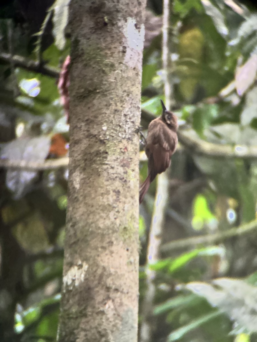Грімпар сірощокий - ML645969691