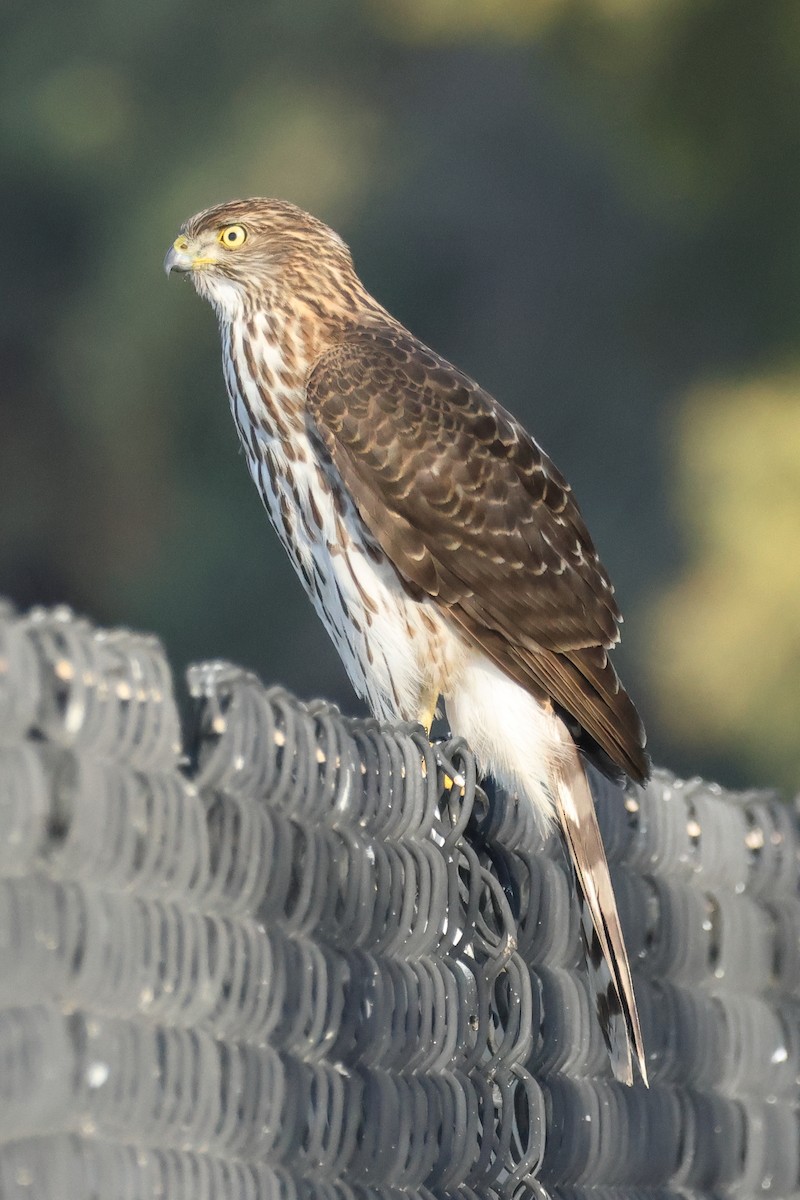 Яструб чорноголовий - ML645969692