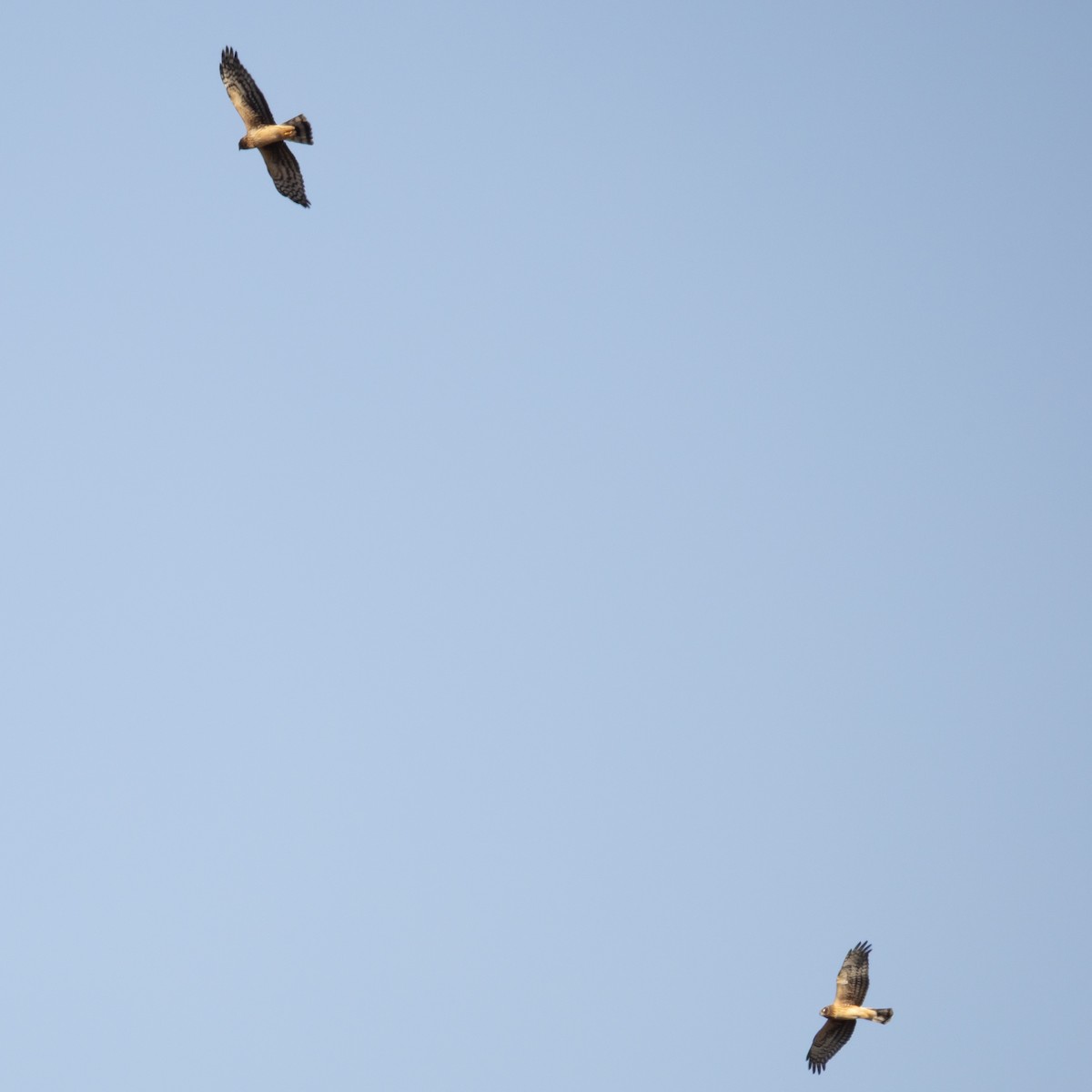 Лунь американський - ML645969693