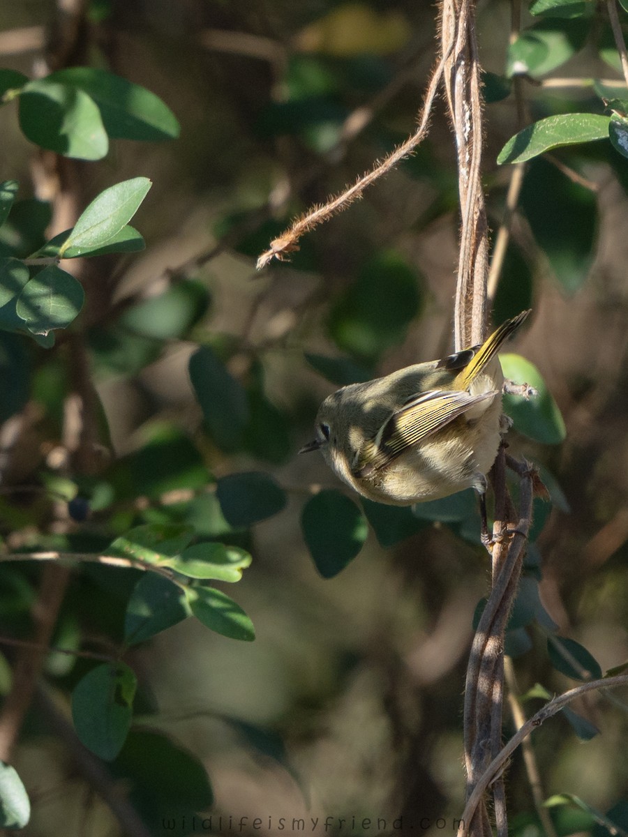 Золотомушка рубіновочуба - ML645969694