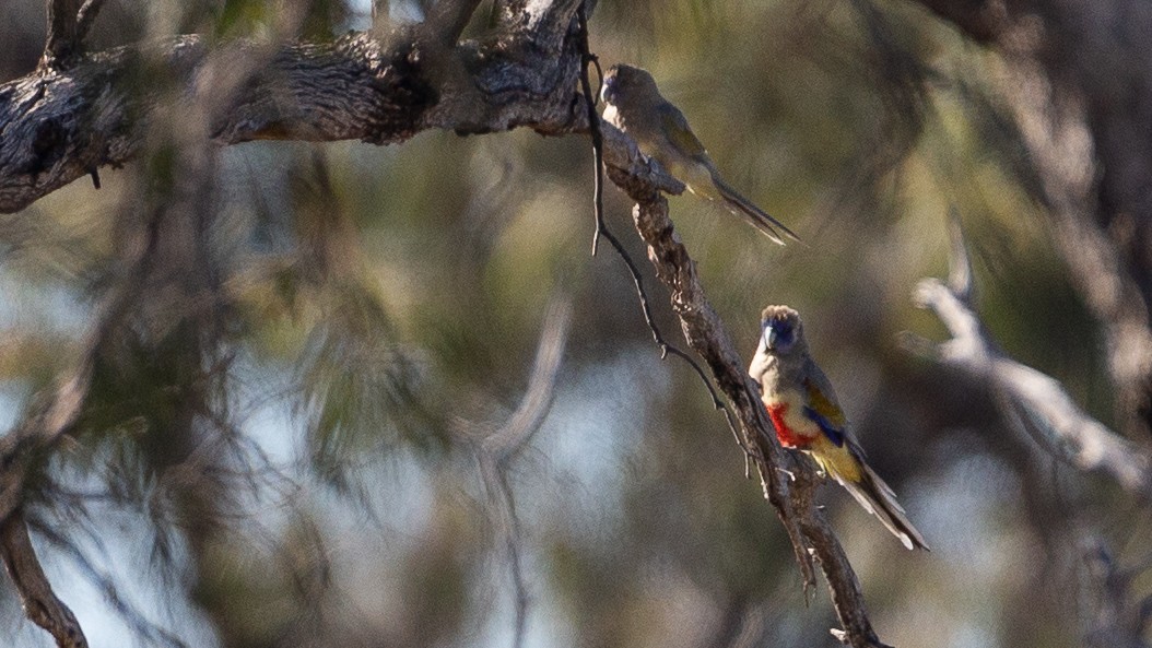 Папужець червоночеревий - ML645969695