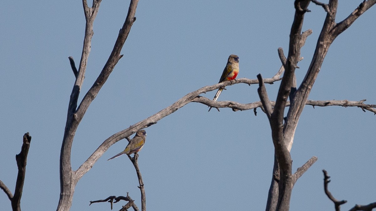 Папужець червоночеревий - ML645969696