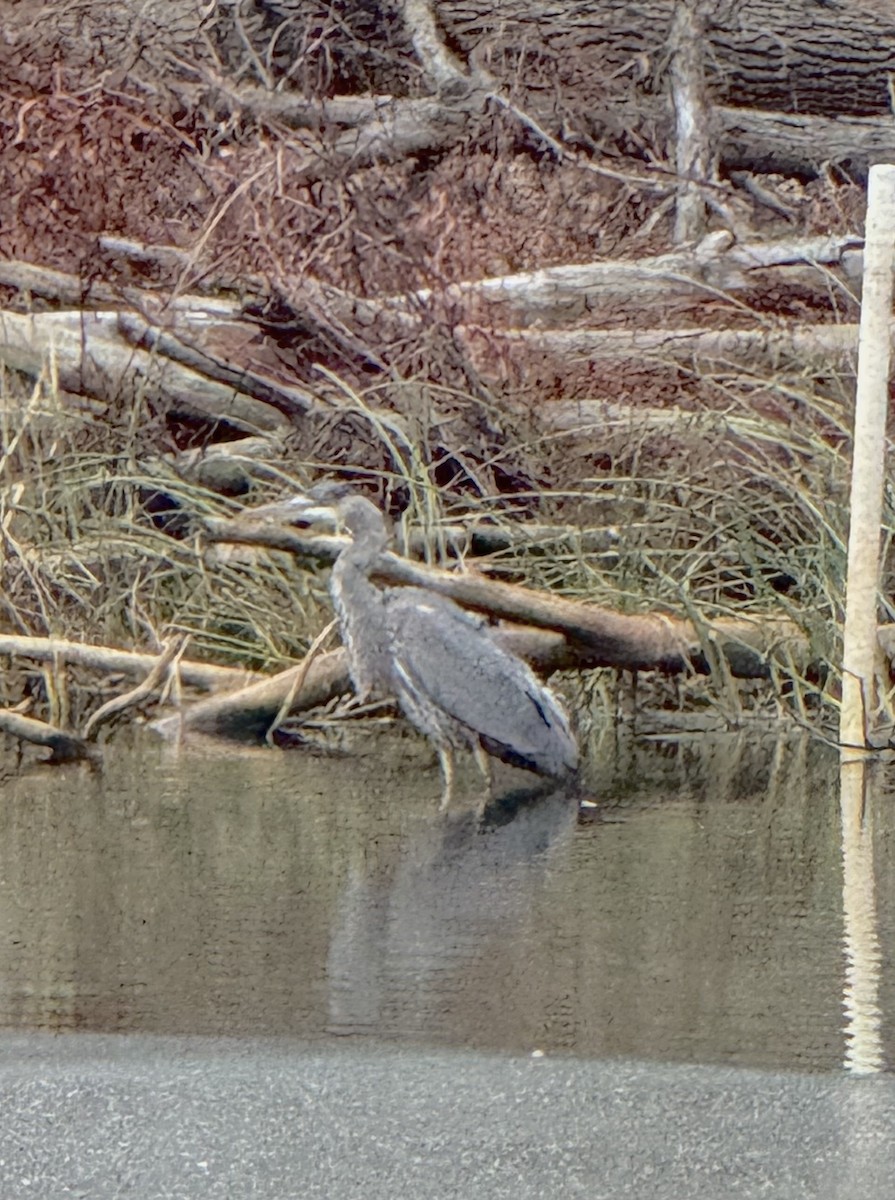 Чапля північна - ML645969698