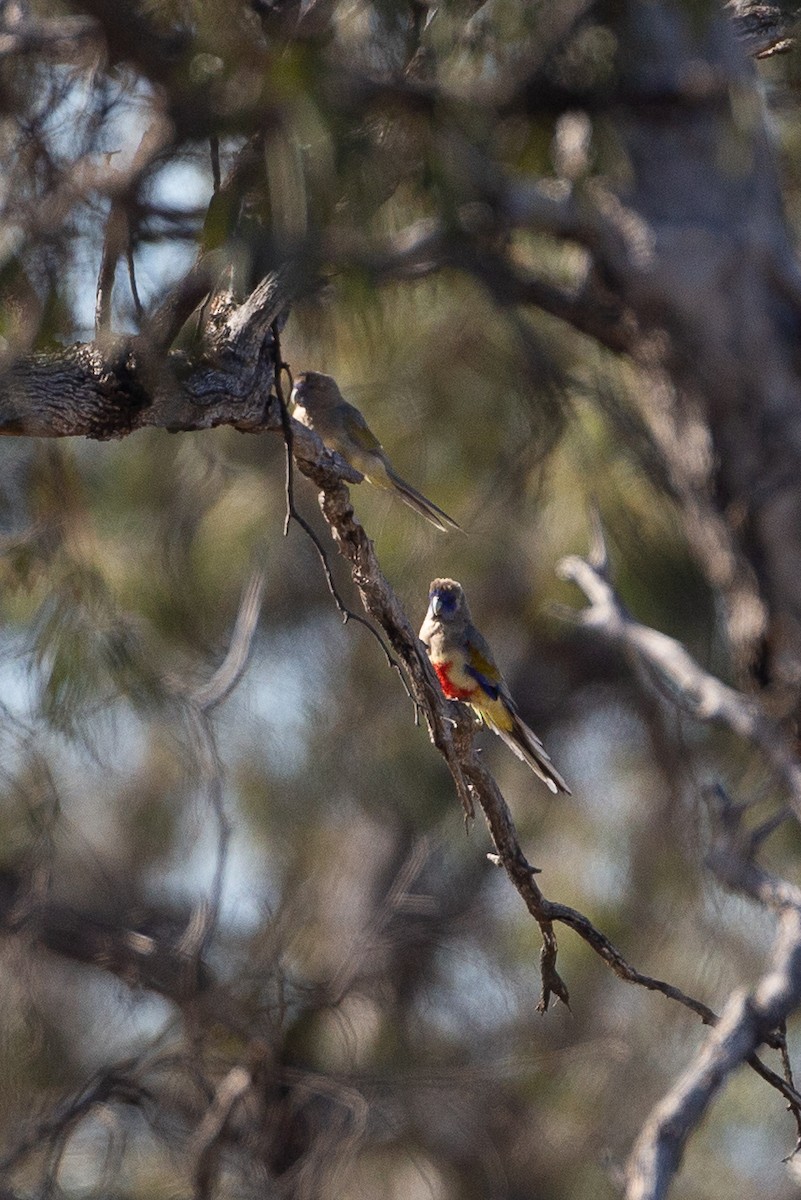 Папужець червоночеревий - ML645969699
