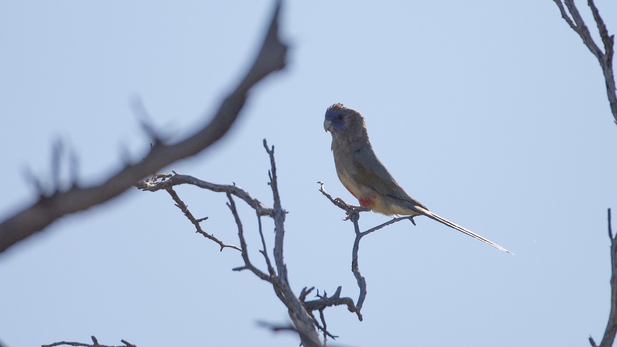 Папужець червоночеревий - ML645969700