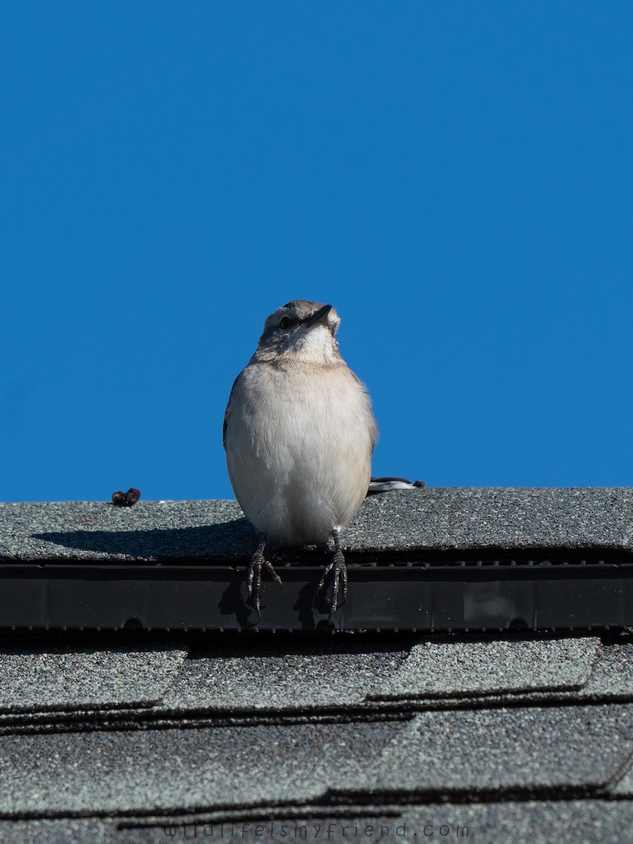 Пересмішник багатоголосий - ML645969701