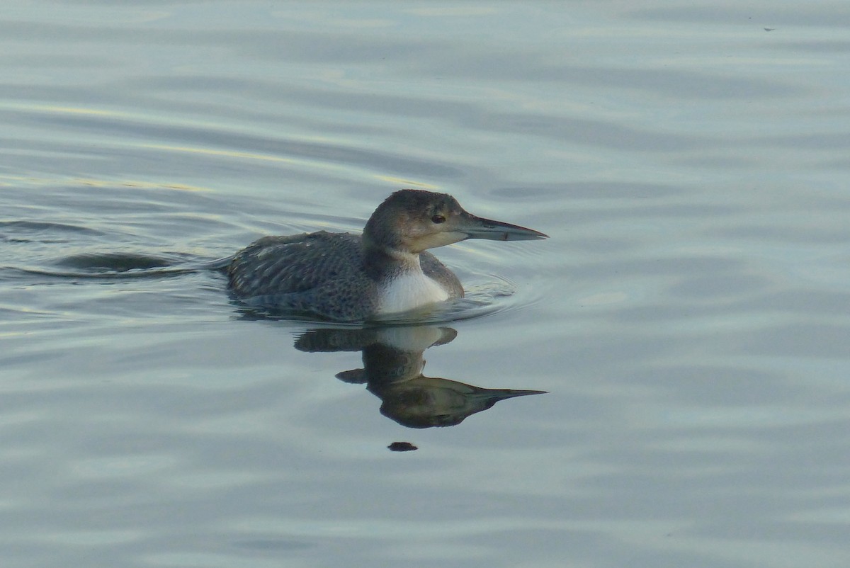 Гагара полярна - ML645969703