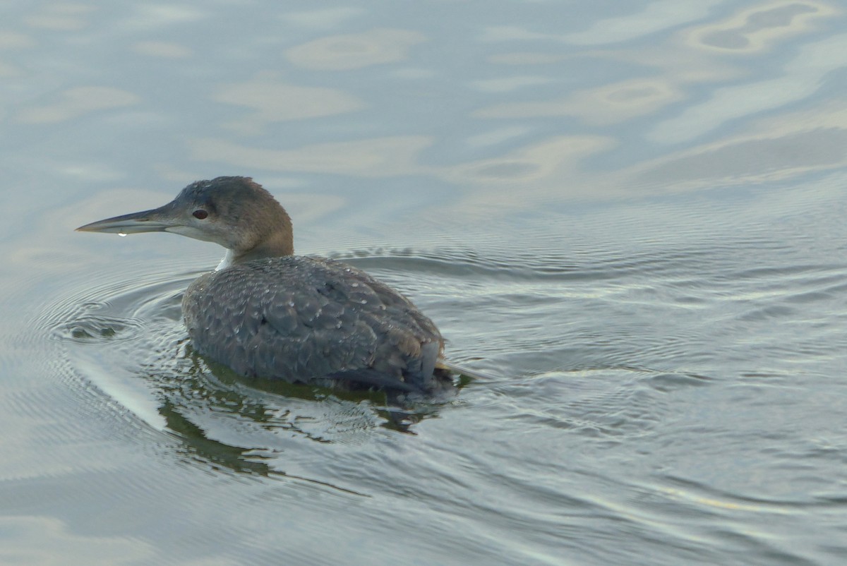 Гагара полярна - ML645969704