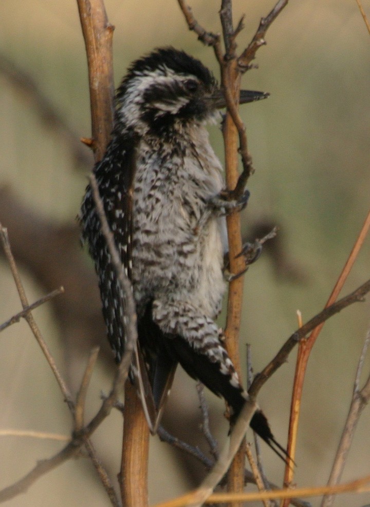 Дятел техаський - ML645969705