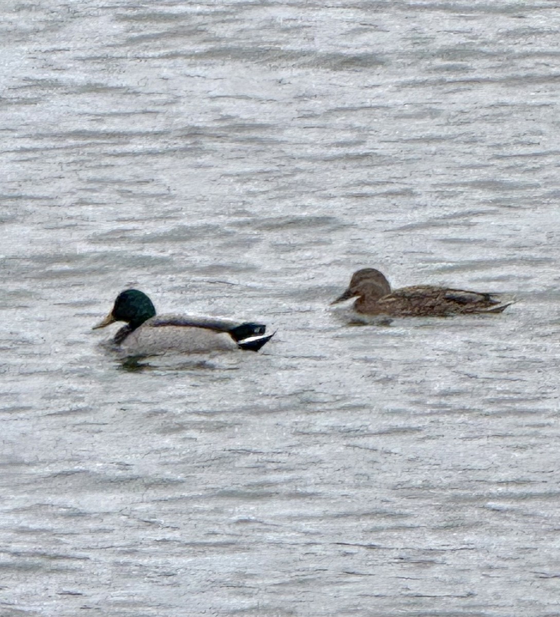 Крижень звичайний - ML645969715