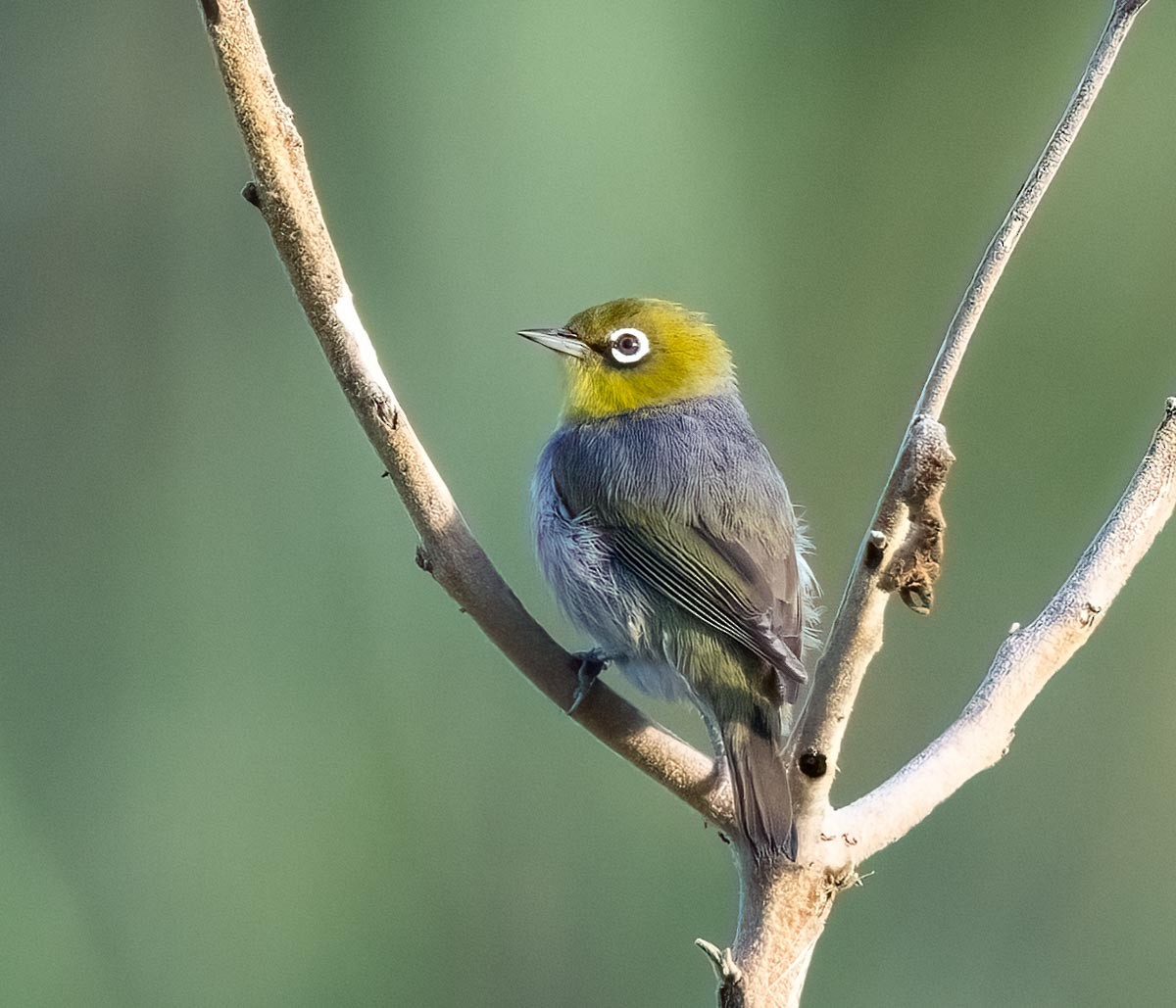 Окулярник сивоспинний - ML645969718