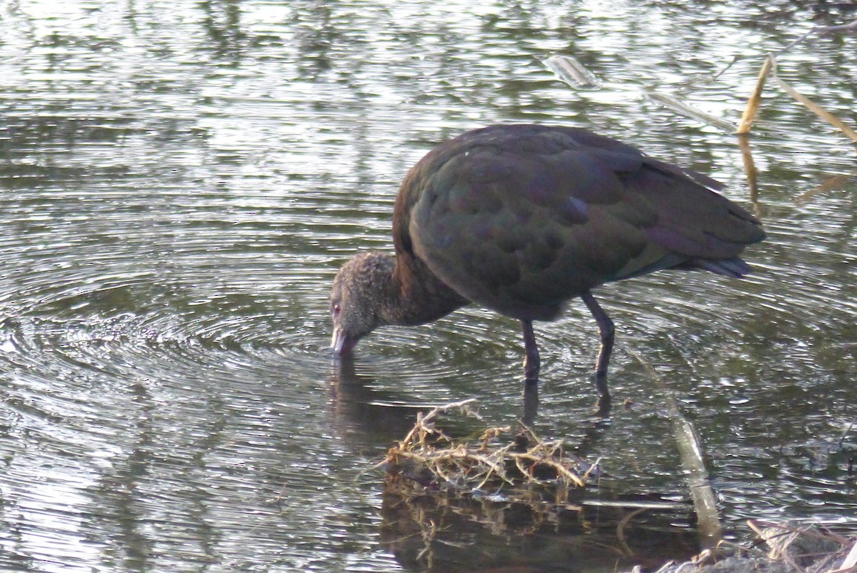 Коровайка американська - ML645969721