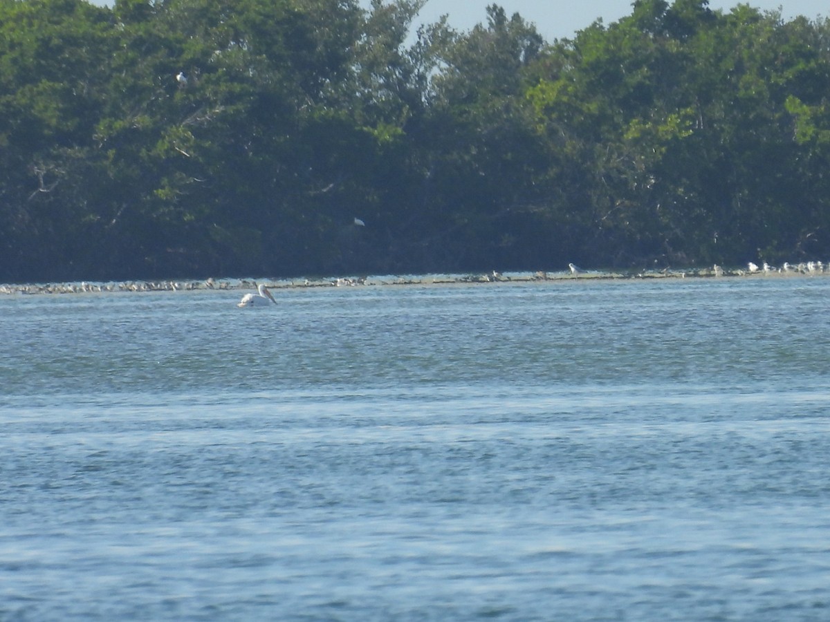Пелікан рогодзьобий - ML645969722