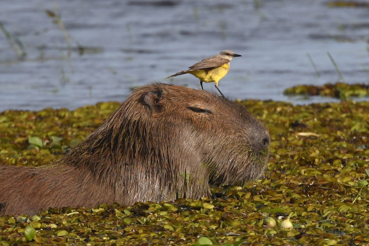 Пікабуї - ML645969723