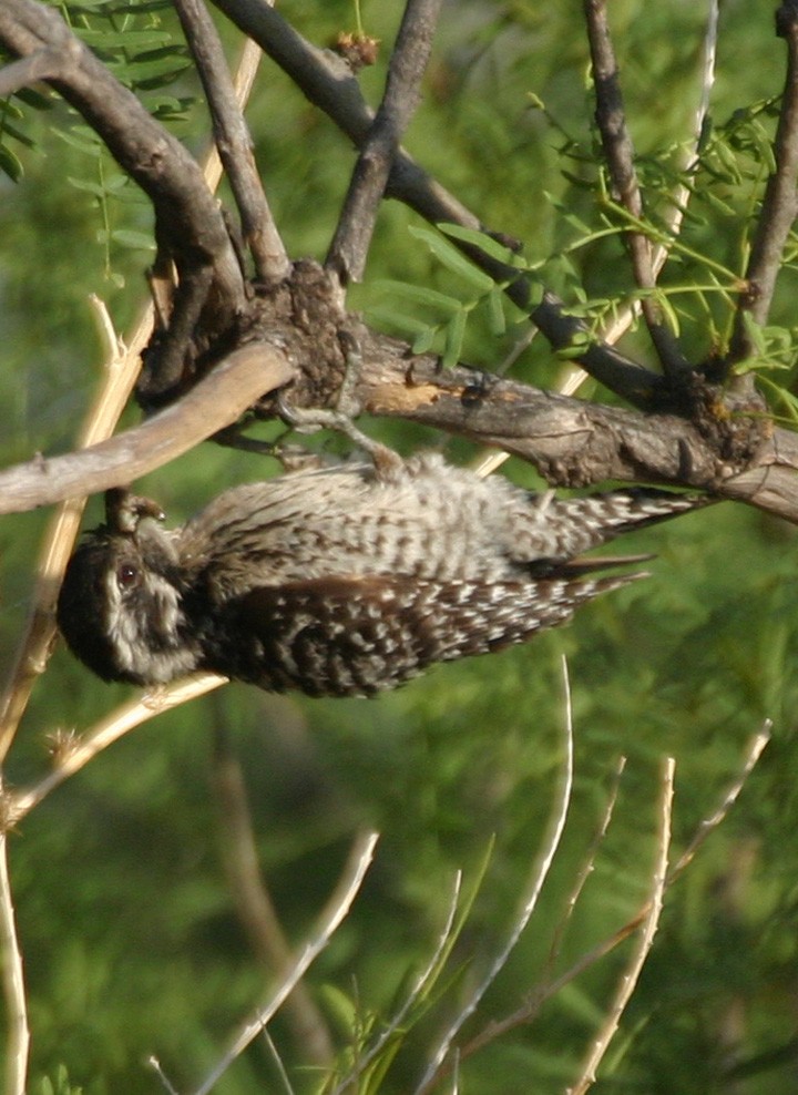 Дятел техаський - ML645969724