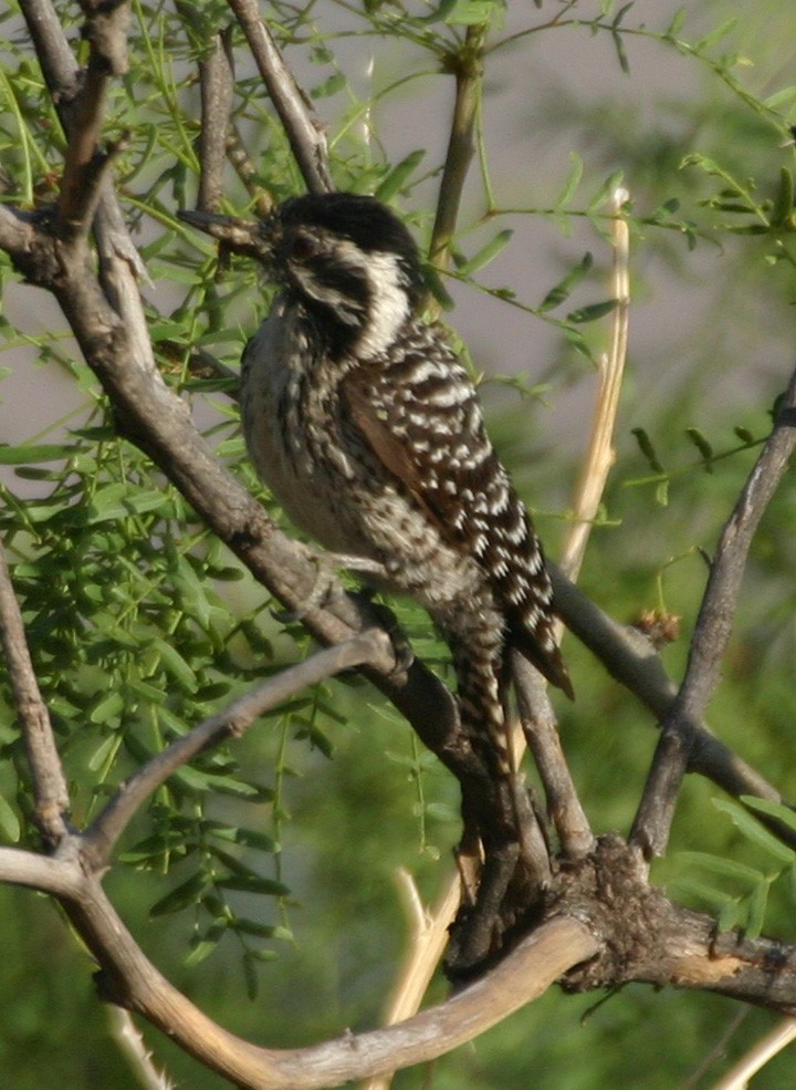 Дятел техаський - ML645969725