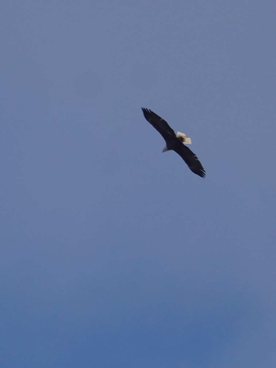 Itsas arrano buruzuria - ML645969726