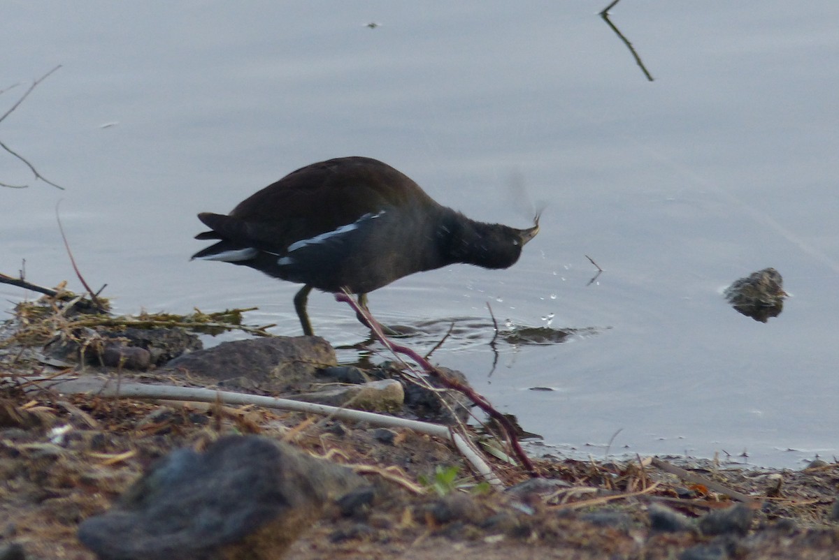 slípka americká - ML645969732