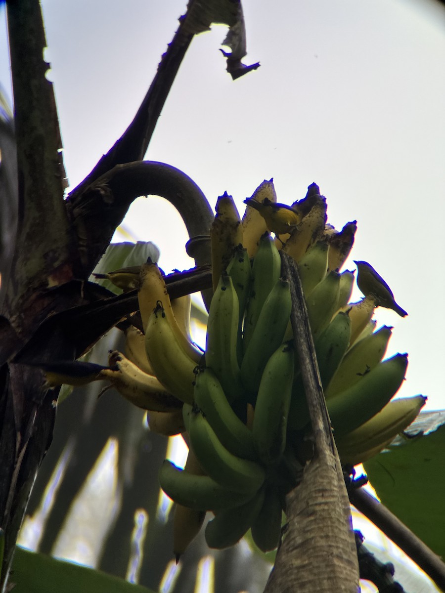 Orange-crowned Euphonia - ML645969737