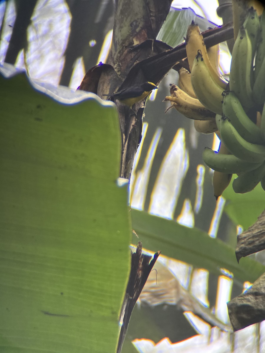 Orange-crowned Euphonia - ML645969738