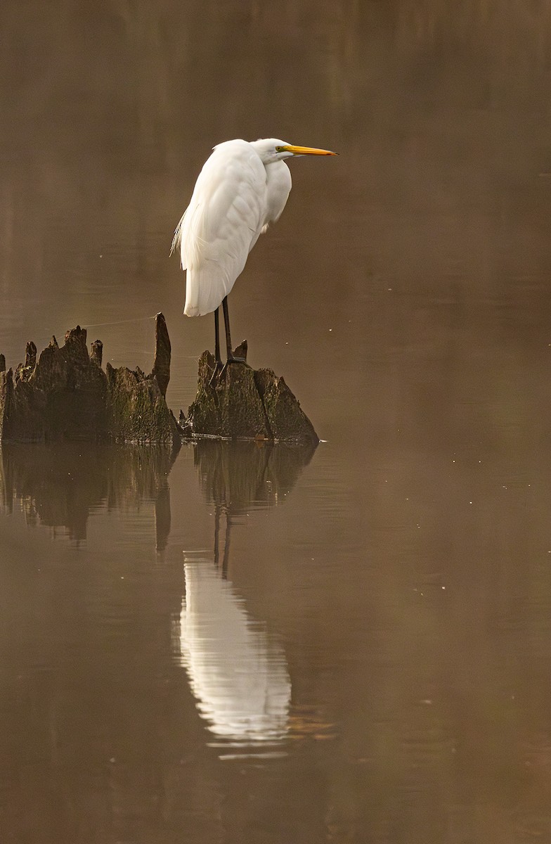 Koartza zuria - ML645969739