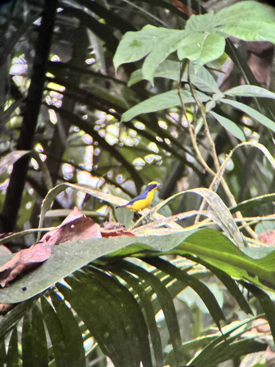 libohlásek tlustozobý - ML645969743