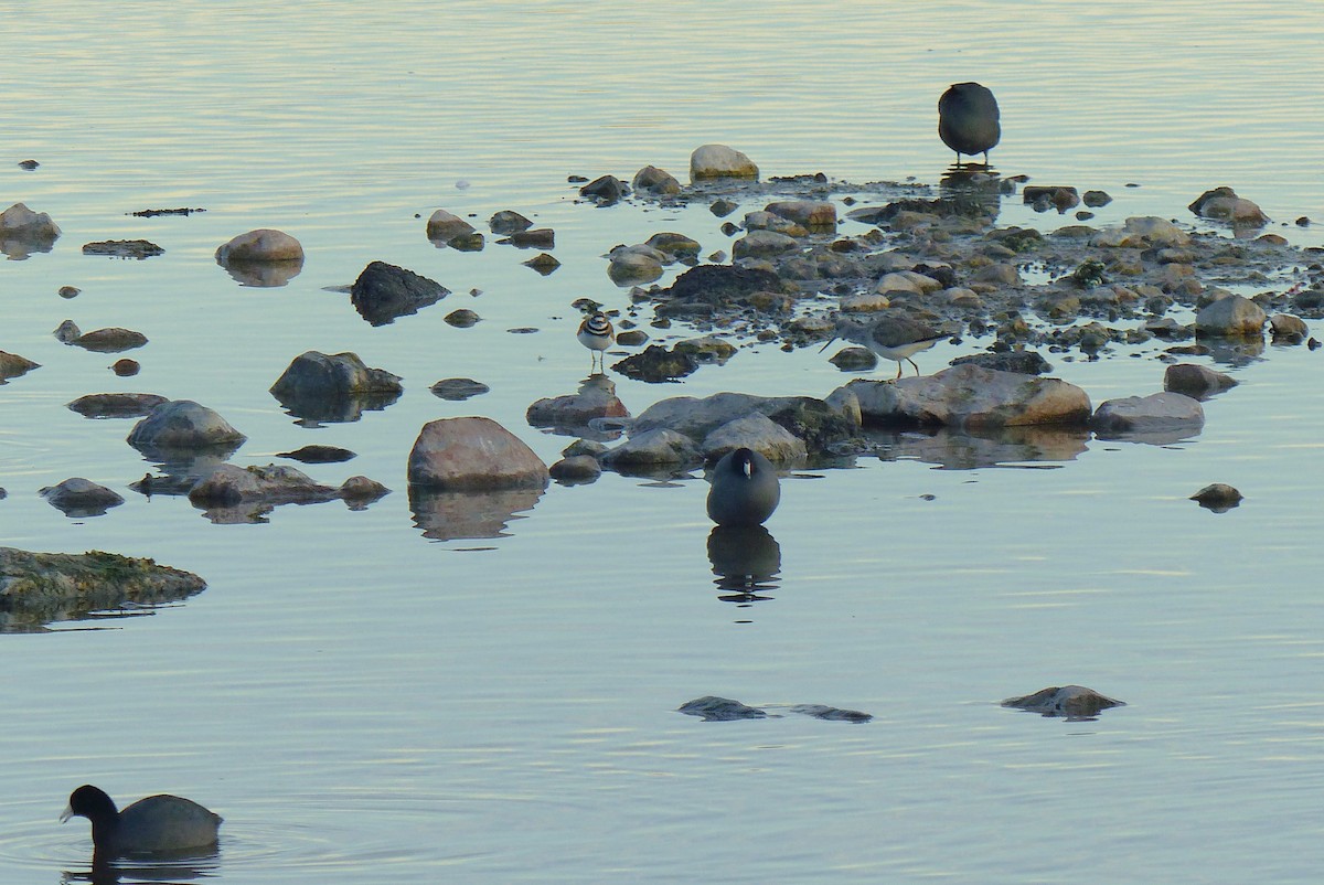 Lesser/Greater Yellowlegs - ML645969745