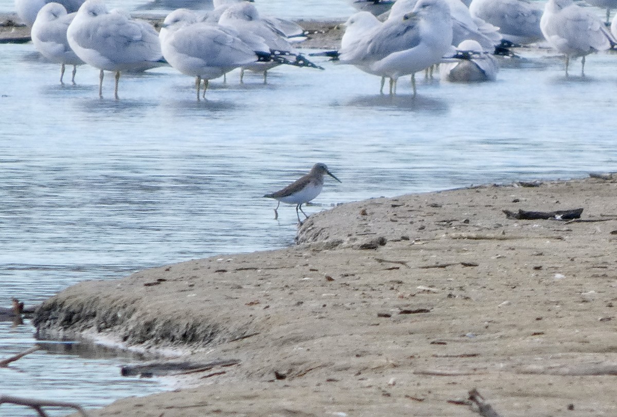 ハマシギ - ML645969750