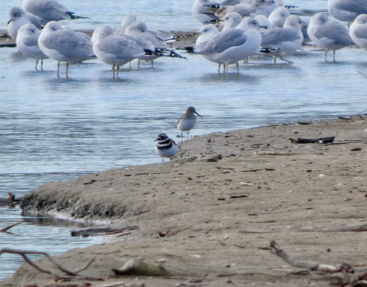 ハマシギ - ML645969760