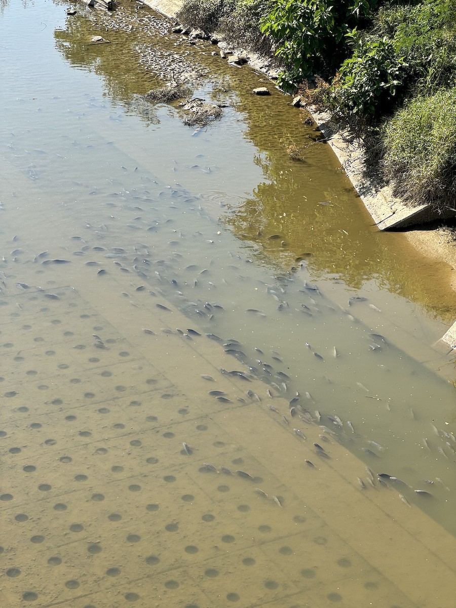 Tilapias - ML645969769