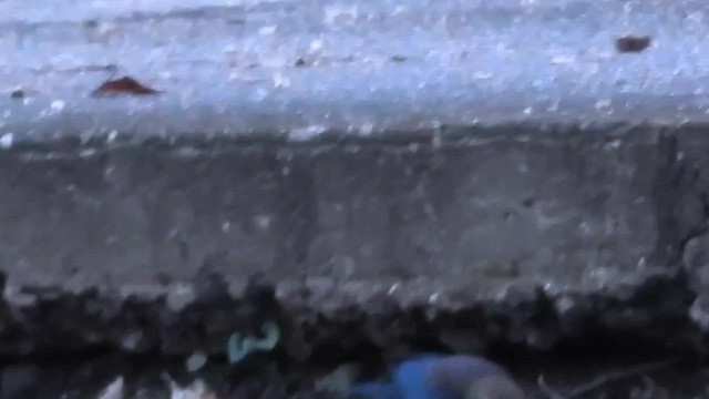 Rusty Blackbird - ML645969770