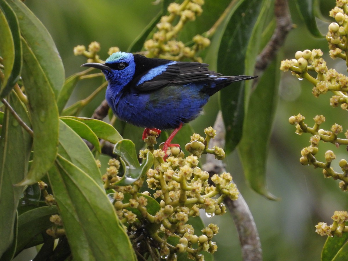 Red-legged Honeycreeper - ML645969771