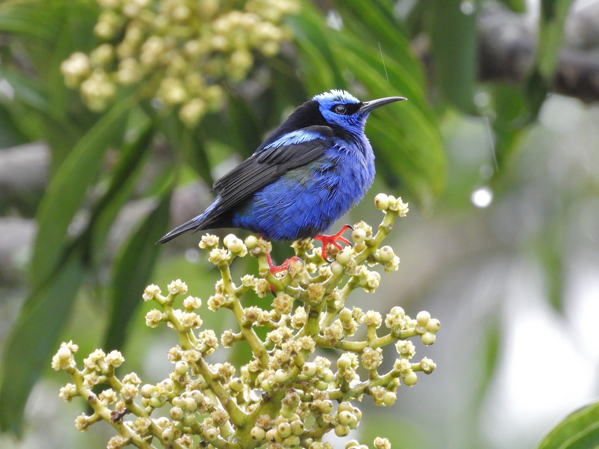 Red-legged Honeycreeper - ML645969776