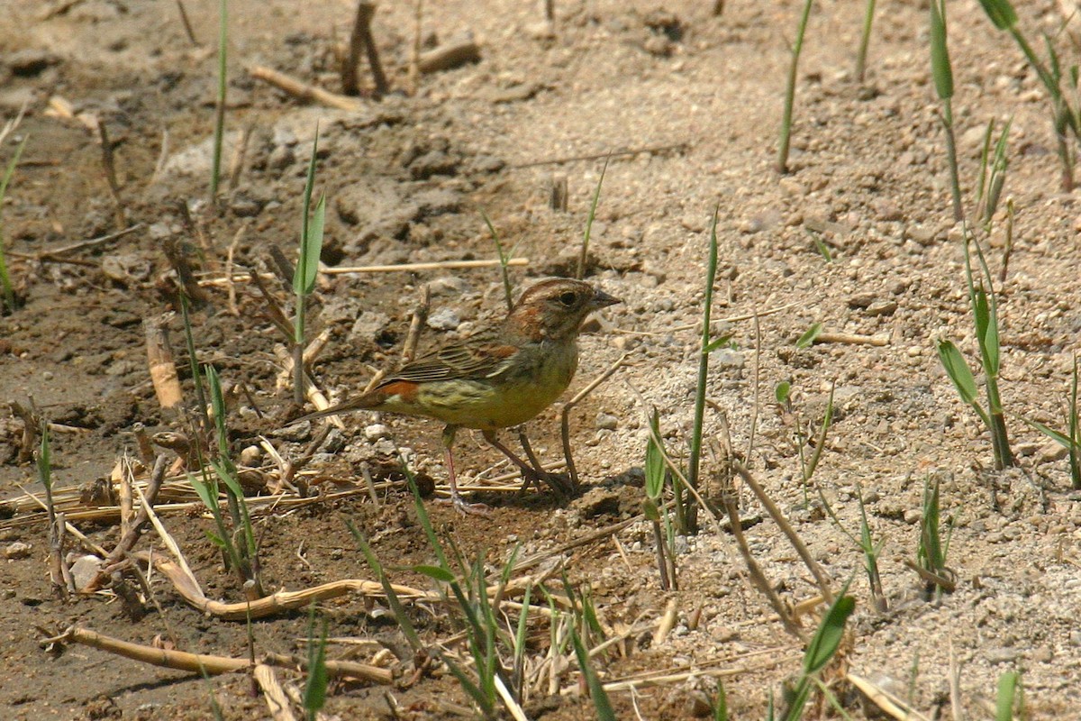 גיבתון ערמוני - ML645969778