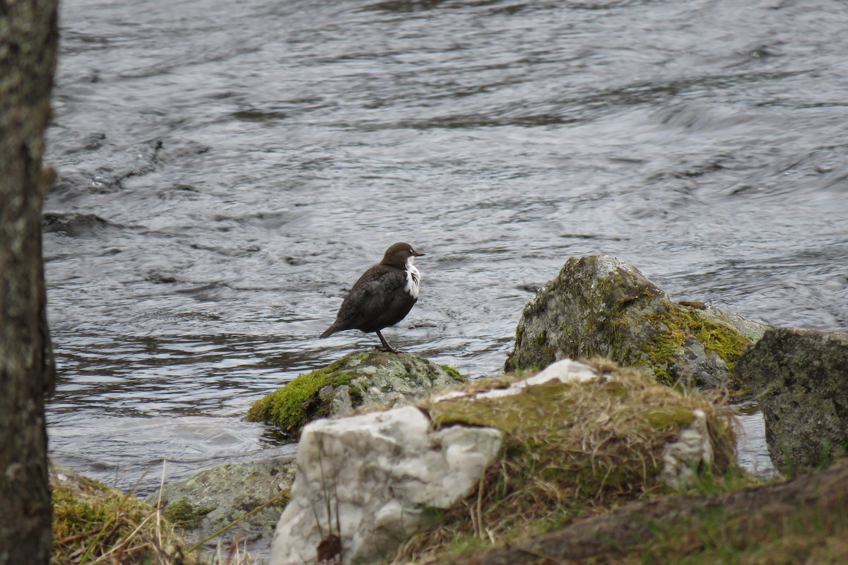 Пронурок біловолий - ML645969781