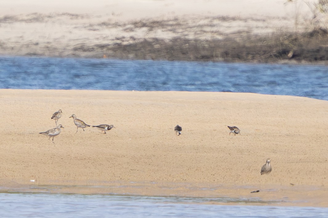 Ruddy Turnstone - ML645969783