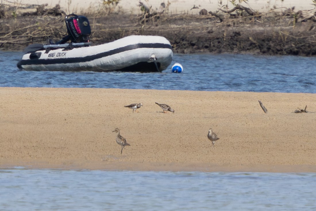 Ruddy Turnstone - ML645969784