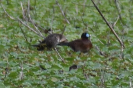 Савка маскова - ML645969785