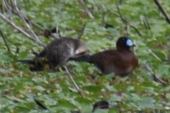 Савка маскова - ML645969786